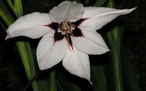 Красивые цветы ацидантера на клумбе в саду