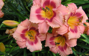 Beautiful flowers in the flowerbed daylily garden