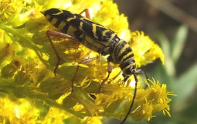 Красивые цветы венидиум на клумбе в саду