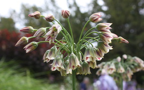 Красивые цветы нектароскордум в лесу