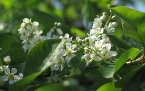 Красивые цветы бадан в лесу