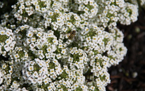 Красивые цветы алиссум в саду