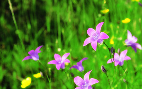 Красивые цветы колокольчики в саду