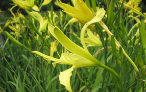 Красивые цветы лилейник в саду