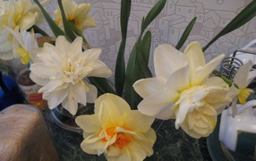 Красивые цветы нектароскордум в саду