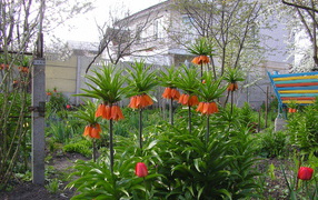 Красивые цветы рябчик императорский в саду