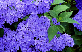 Красивые цветы вероника в саду