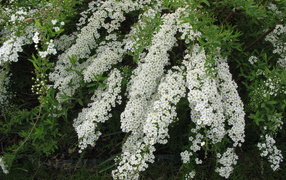 Красивые цветы спирея в саду