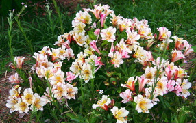 Красивые цветы альстремерия в парке