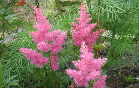 Красивые цветы астильба в парке