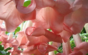 Красивые цветы бругмансия в парке