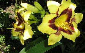 Beautiful flowers in the park Daylily