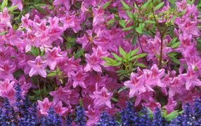 Красивые цветы аюга в парке