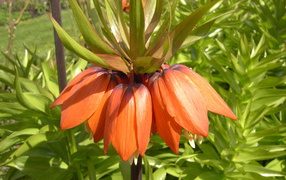 Красивые цветы рябчик императорский в парке