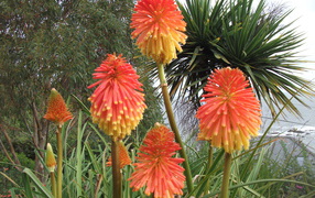 Красивые цветы кникофия в парке