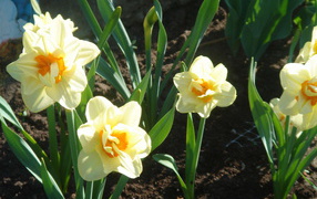 Красивые цветы нектароскордум в парке