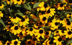 Beautiful flowers in the park rudbeckia