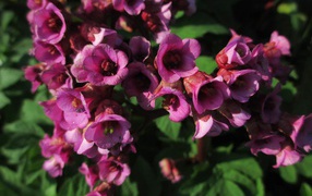 Красивые цветы бадан в парке