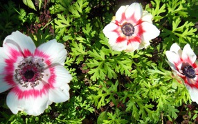 Красивые цветы анемона на клумбе в саду