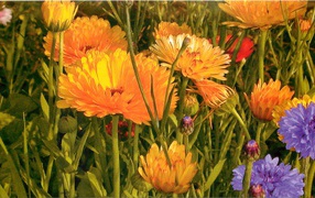 Красивые цветы календула на поляне