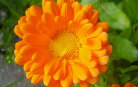 Красивые цветы календула на клумбе в саду