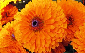 Красивые цветы календула в парке