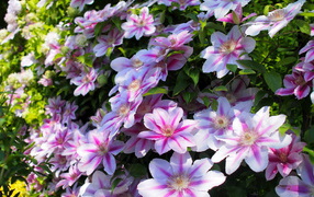 Красивые цветы клематис в парке