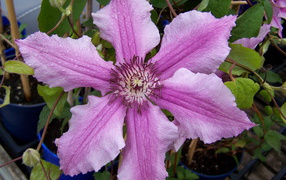 Красивые цветы клематис на клумбе в саду