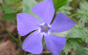 Красивые цветы барвинок в парке