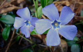 Красивые цветы барвинок на клумбе в саду