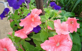 Красивые цветы петуния в лесу