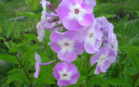 Beautiful flowers of phlox in the park