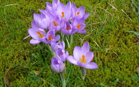 Красивые цветы шафран на газоне