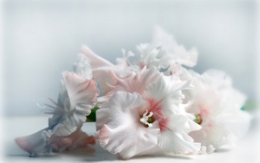 Красивые цветы белого гладиолуса