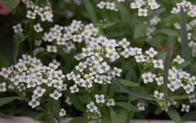 Красивые цветы алиссум на дачном участке