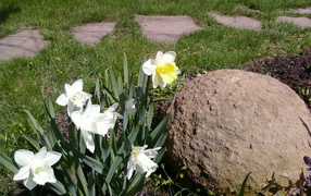 Красивые цветы нектароскордум на дачном участке