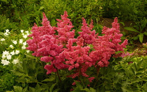 Красивые цветы астильба на поляне