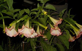 Красивые цветы бругмансия на поляне