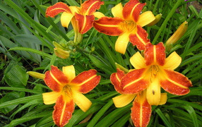 На поляне красивые цветы лилейник