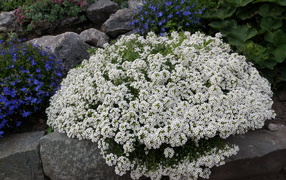 Красивые цветы алиссум на поляне