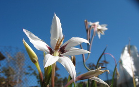 Красивые цветы ацидантера на поляне