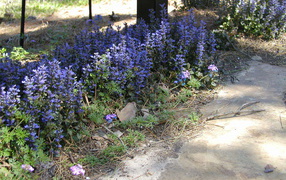 На поляне красивые цветы аюга