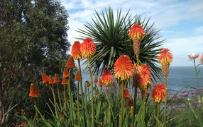 Красивые цветы кникофия на поляне