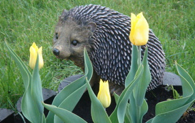 Красивые цветы нектароскордум на поляне