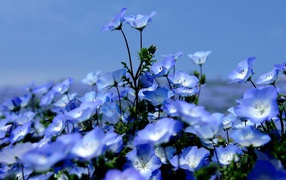 На поляне красивые цветы вероника