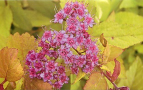 На поляне красивые цветы спирея