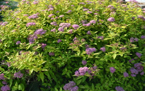 Красивые цветы спирея на поляне