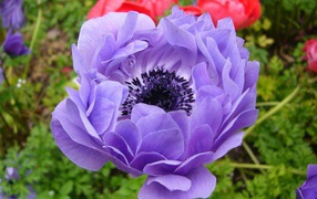 На поляне красивые цветы анемона