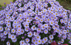 На поляне красивые цветы астра