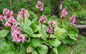 Красивые цветы растения бадан